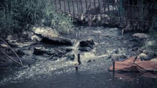 Cloaca