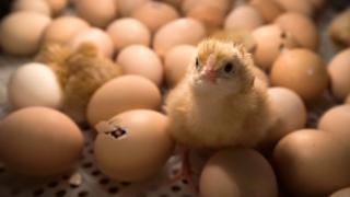 A chick stands among eggs being hatched inside an incubator at the Agriculture Fair in Paris in February 2017.