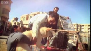Cachorro vira-lata