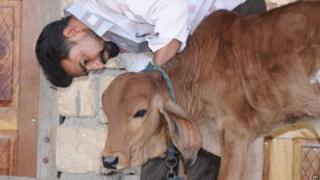 अपनी गाय गौरा के बछड़े के साथ बालूभाई