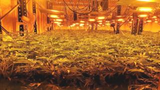 The cannabis plants