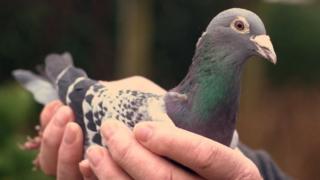Armando the pigeon