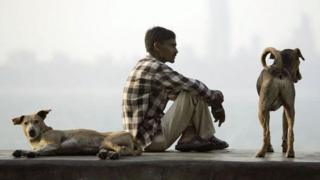நாய்கள்