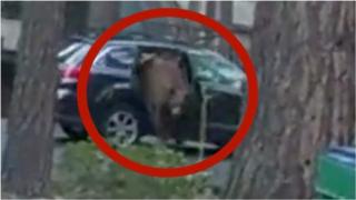 Bear climbs out of car