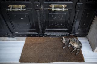 Kucing tidur