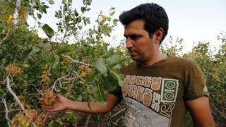 Pistachos en Irán