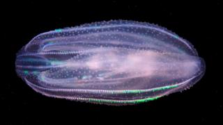 หวีวุ้นผิวปุ่มไม่ใช่แมงกะพรุน แต่เป็นสัตว์ในไฟลัมทีโนฟอรา (Ctenophora)