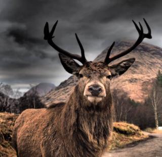 Stag at Glen Etive