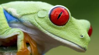 rana