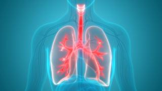 Lungs - 3D illustration