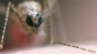 malaria