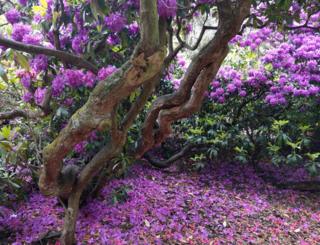 Purple flowers on a tree and on the ground