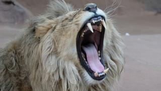 A Lion