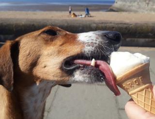 dog icecream