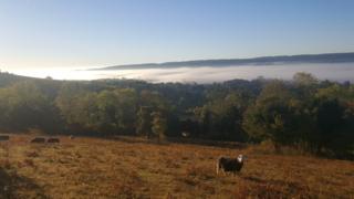 Sheep on the North Downs in Kent
