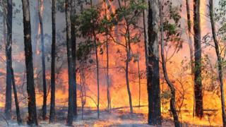 Pohon kayu putih terbakar