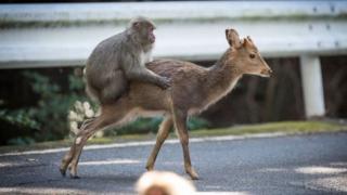 Biri na saduwa da gada a Japan