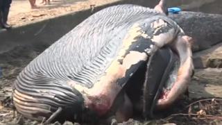 A baby blue whale washed ashore on a beach in Kamakura, a city 70 kilometres (43 miles) south of Tokyo, on Japan's southern coast on 4 August 2018