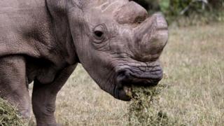 rhino