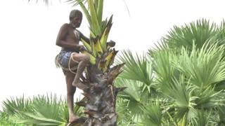 பனை ஏறி தொழில் செய்யும் பார்வை மாற்றுதிரனாளி