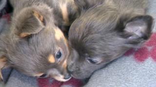 Rescued dogs