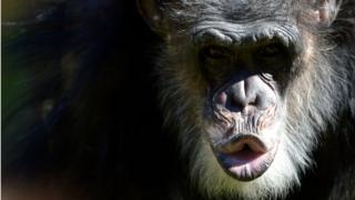 Chimpancé haciendo un gesto con la boca.