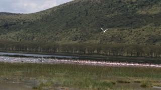 Flamingo