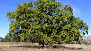 Mature valley oak (Image: Victoria Sork)