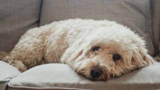 Pet insurance payouts hit record of £785m