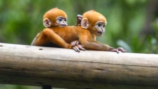 bayi lutung