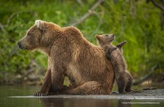 Brown bear cub leaning on its mum