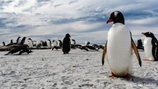 Pingüinos en las islas Falklands/Malvinas