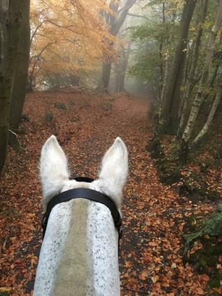 Woodland view from on a horse