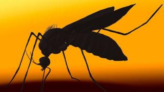 DENGUE