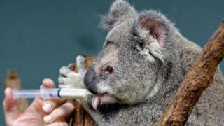 Koala