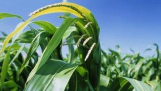 GM crops