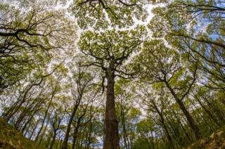 Treetops viewed from the ground