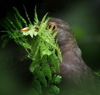 A blackbird looking through a green fern leaf