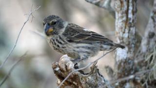 finch