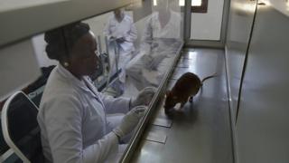 rat, tuberculose, tanzanie