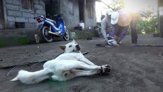anjing di Bali