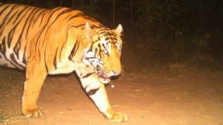 పెద్దపులి