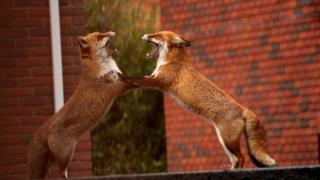 Two foxes fighting
