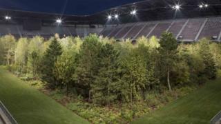 The forest lit up by night-time floodlights