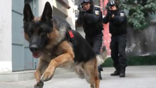 中国警犬