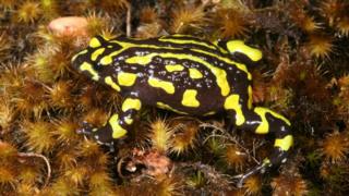 Northern corroboree frog