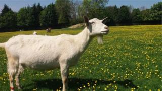 Ubu bushakashatsi bwakorewe ahitwa Buttercups Sanctuary for Goats hororerwa ihene i Kent mu Bwongereza