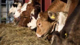 Cows feeding