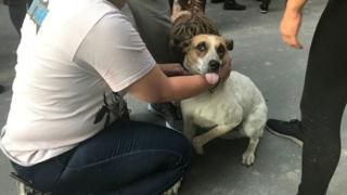 Perro con su dueño en México.