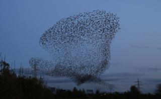 Starlings